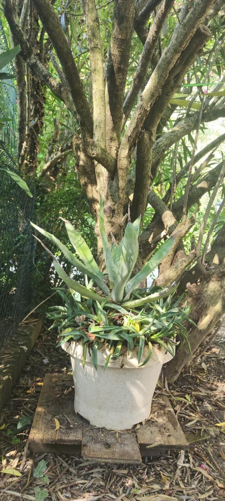 Villaluigia - Oasi Le Palme Padova Exterior foto
